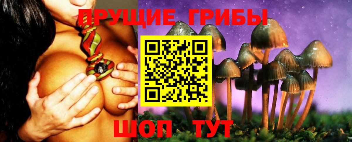 Псилоцибиновые грибы Cubensis Энгельс